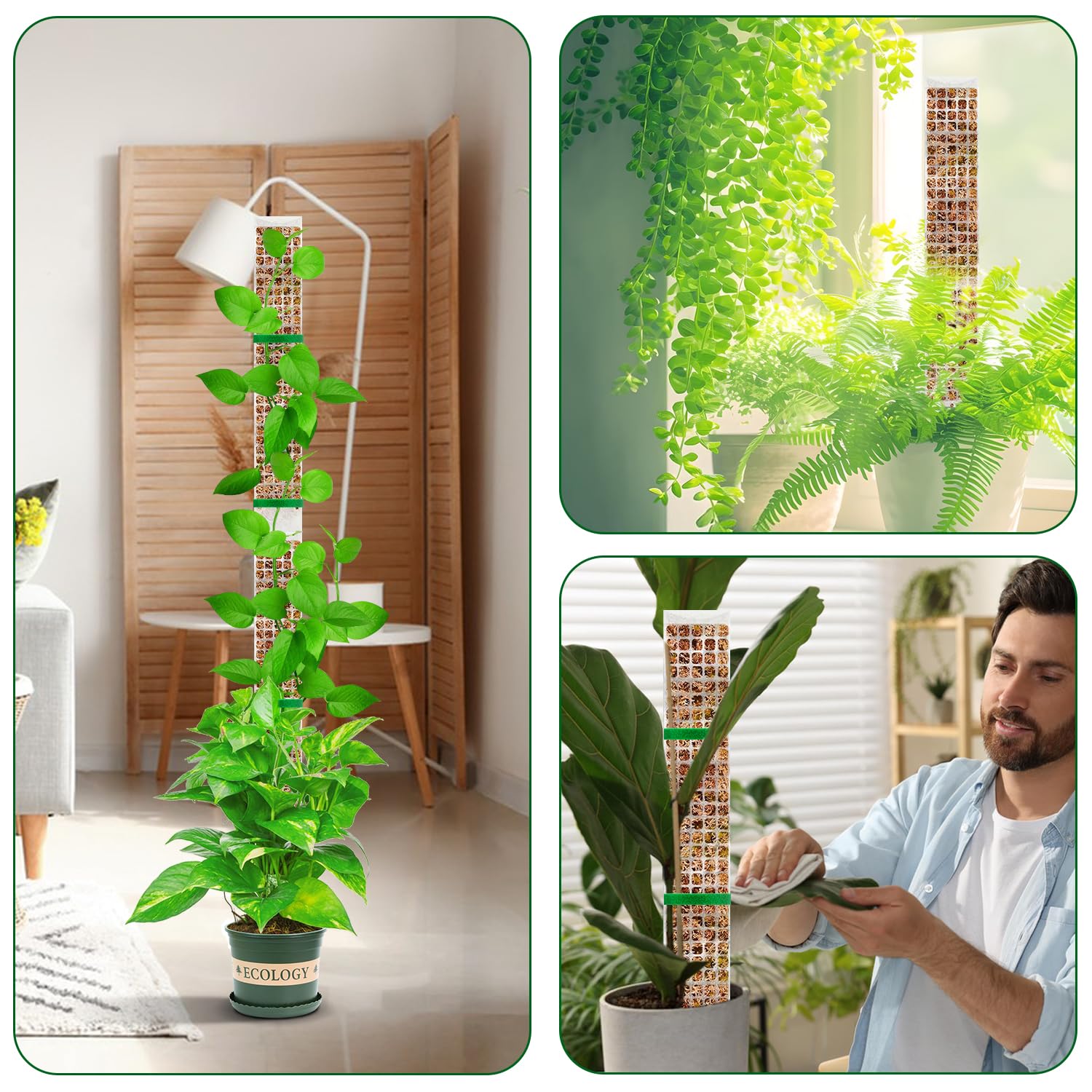 植物用のモスポール,盆栽アクセサリー,植木鉢登山家,鉢植え, - Sphagnum Moss Dry のレビューと価格